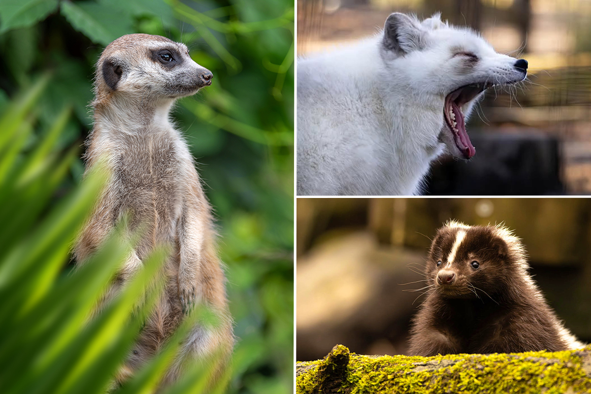 Billet d'entrée ZooParc Vallée de la Sûre