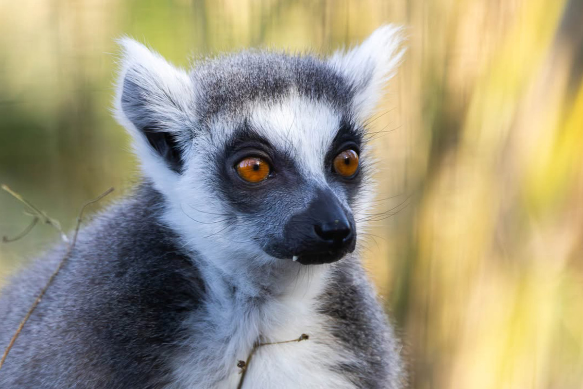 Billet d'entrée ZooParc Vallée de la Sûre