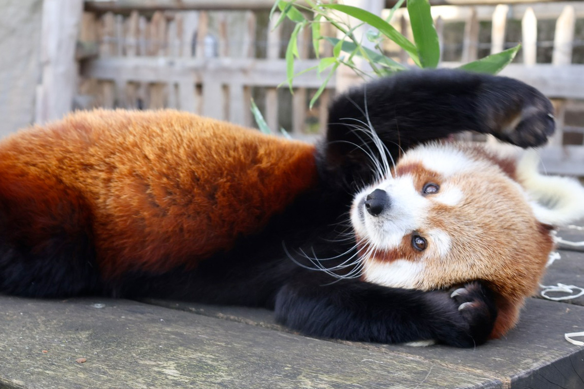 Entreeticket Allwetterzoo Münster