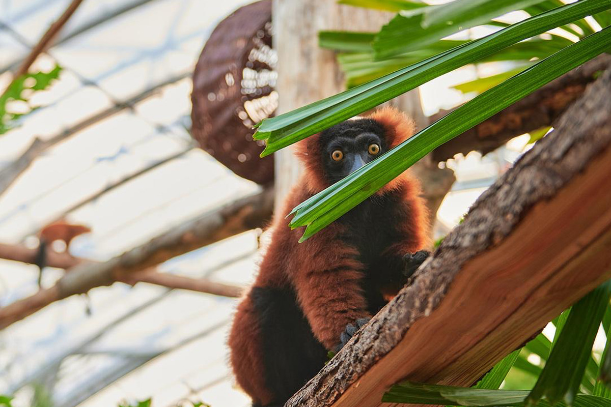 Entreeticket Allwetterzoo Münster