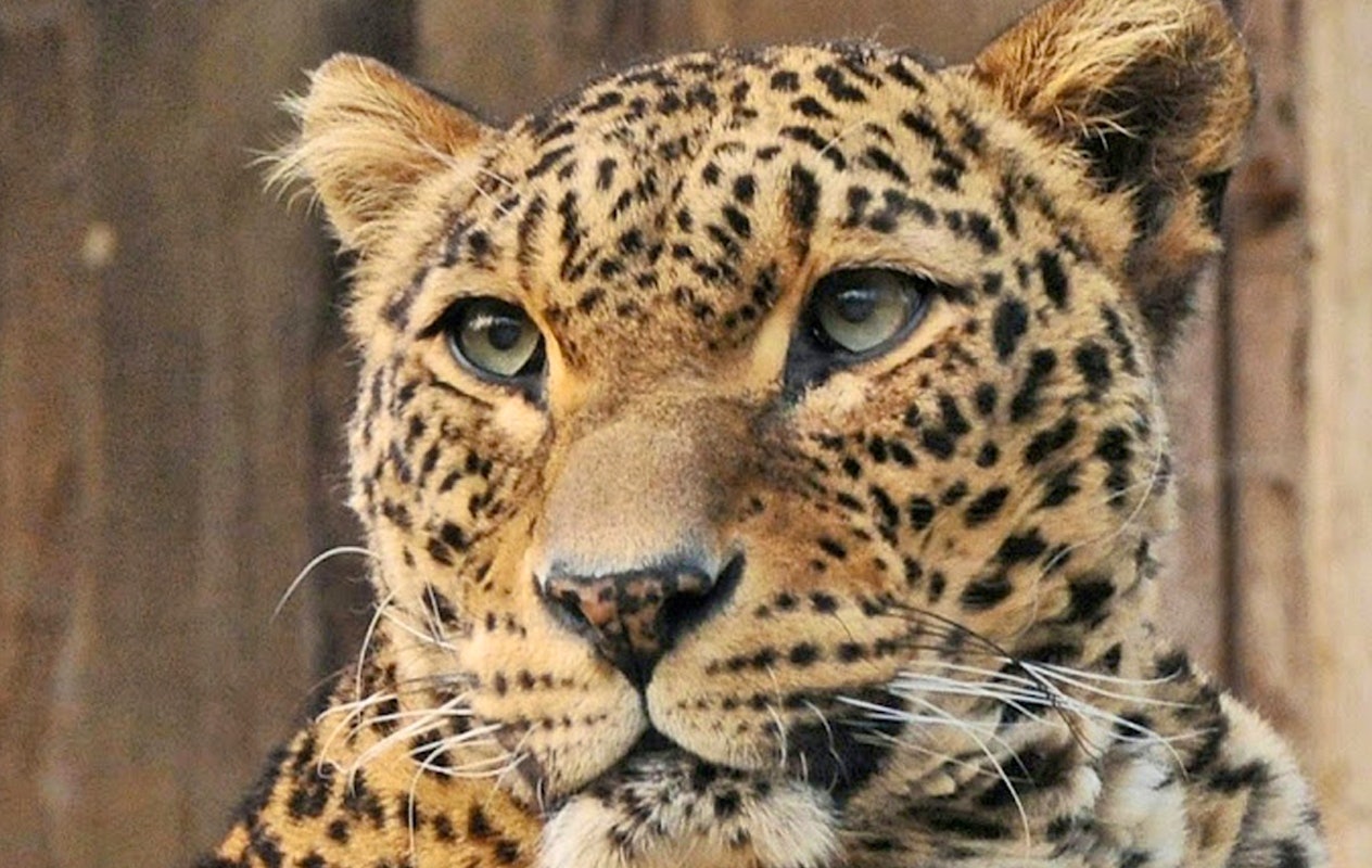 Entreeticket Allwetterzoo Münster