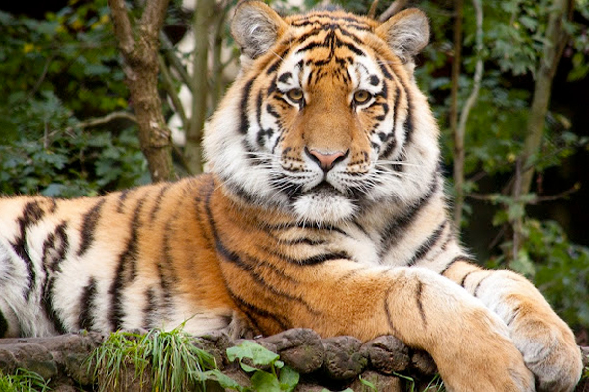 Entreeticket Allwetterzoo Münster