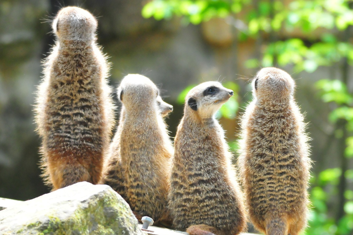 Entreeticket Allwetterzoo Münster