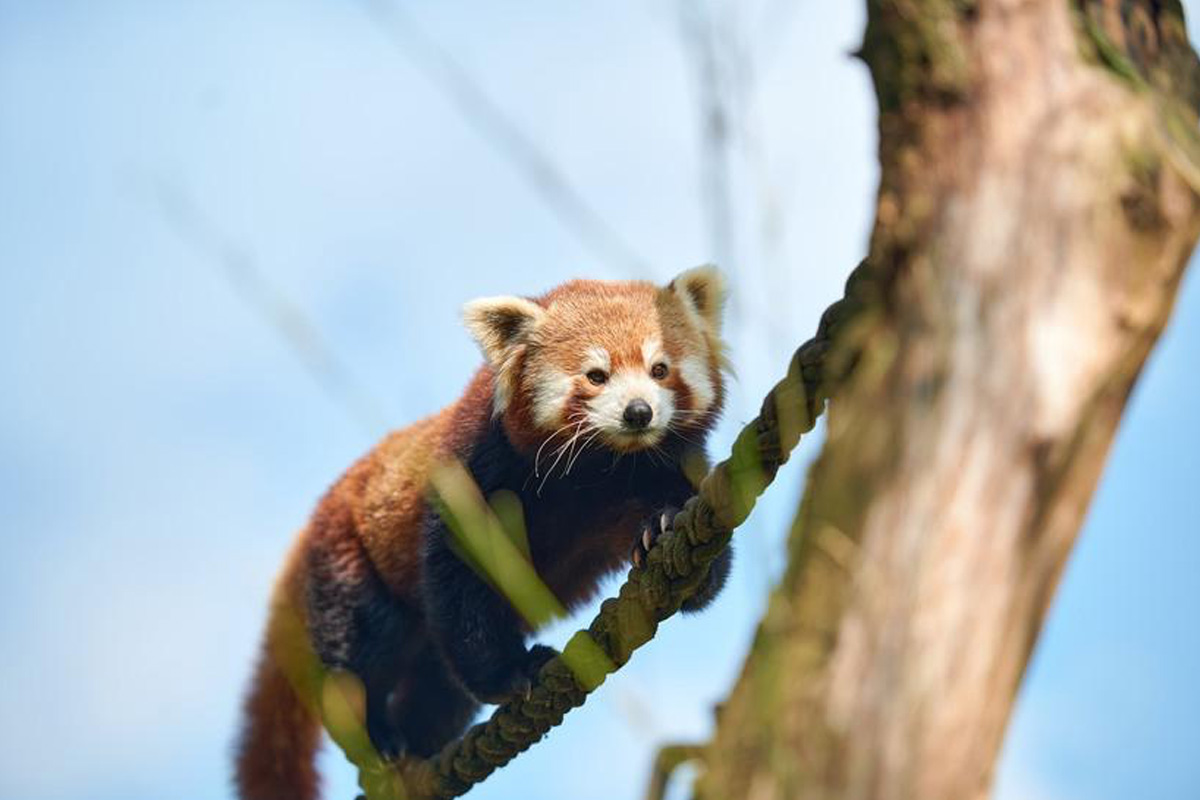 Entreeticket Allwetterzoo Münster
