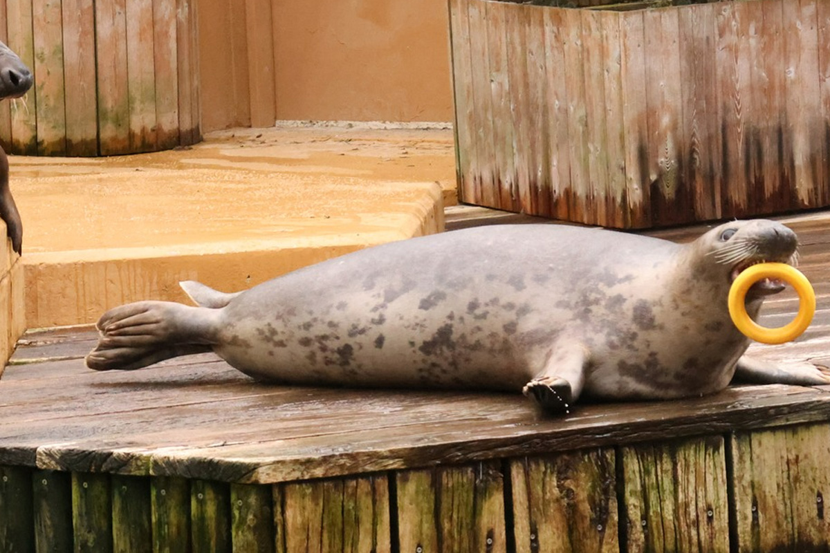 Entreeticket Allwetterzoo Münster