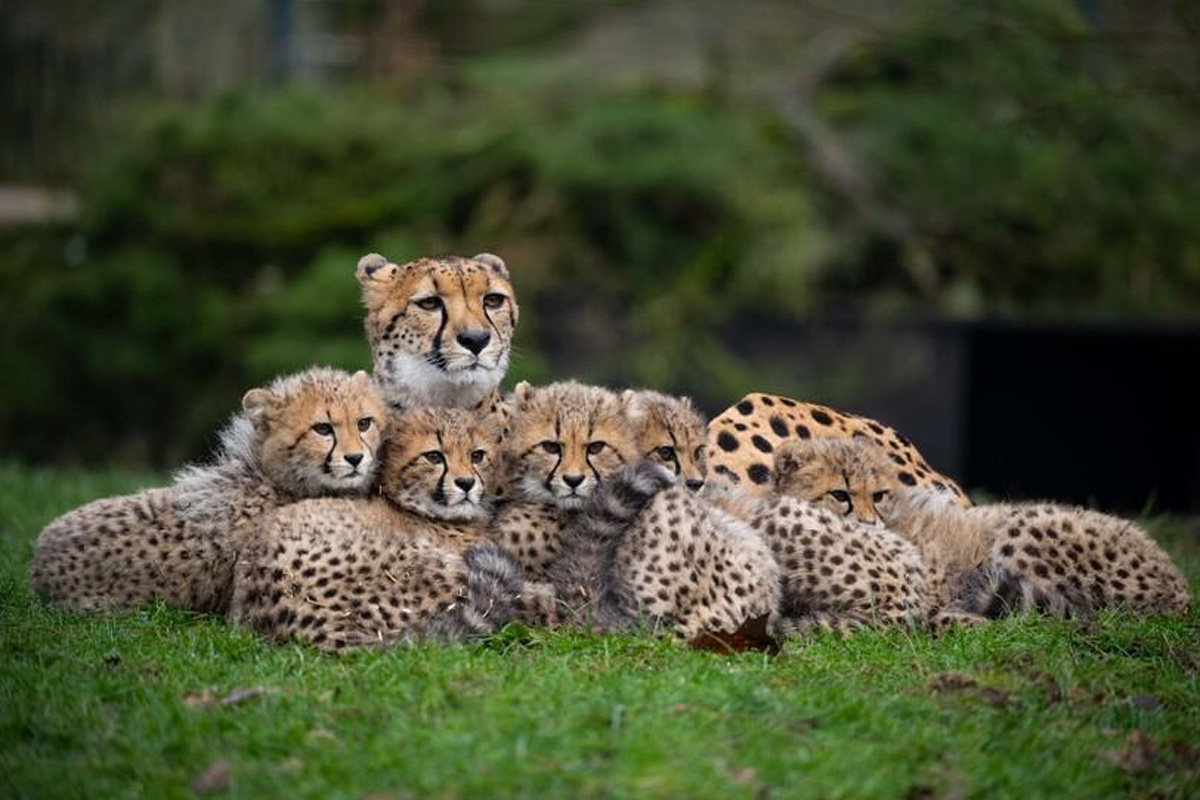 Entreeticket Allwetterzoo Münster