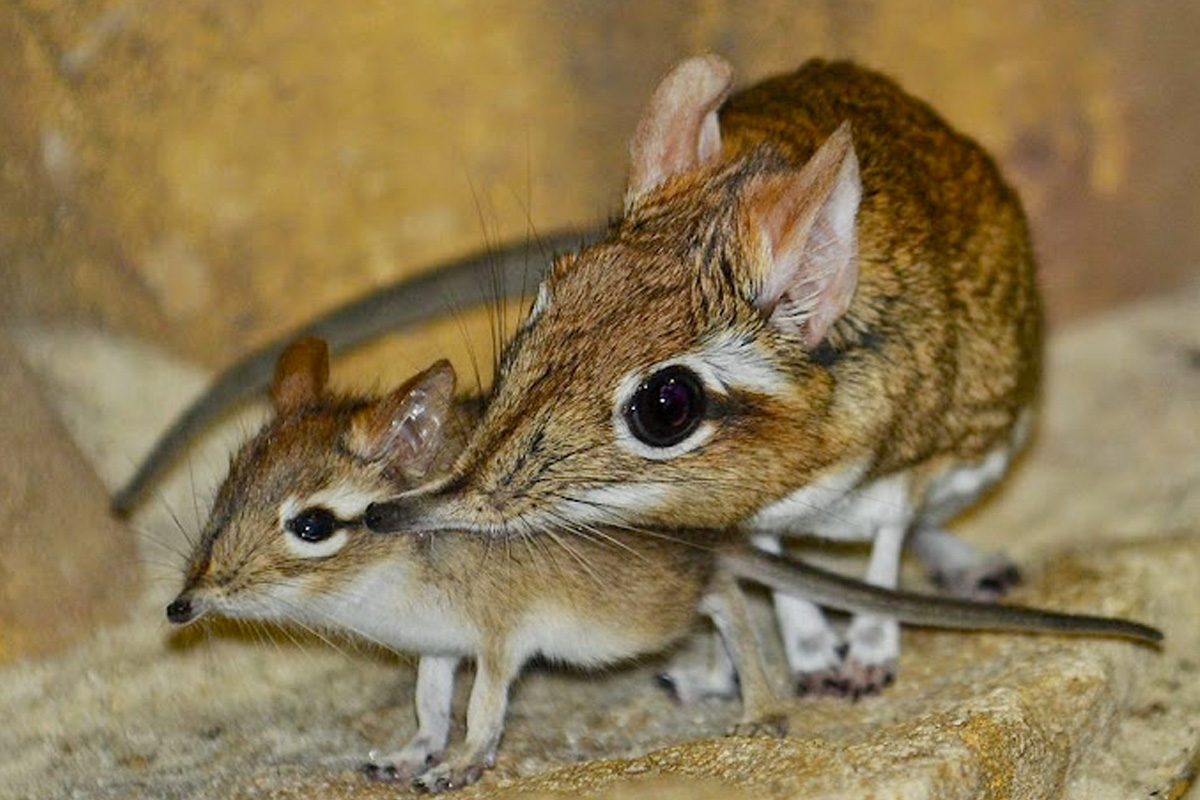 Entreeticket Allwetterzoo Münster