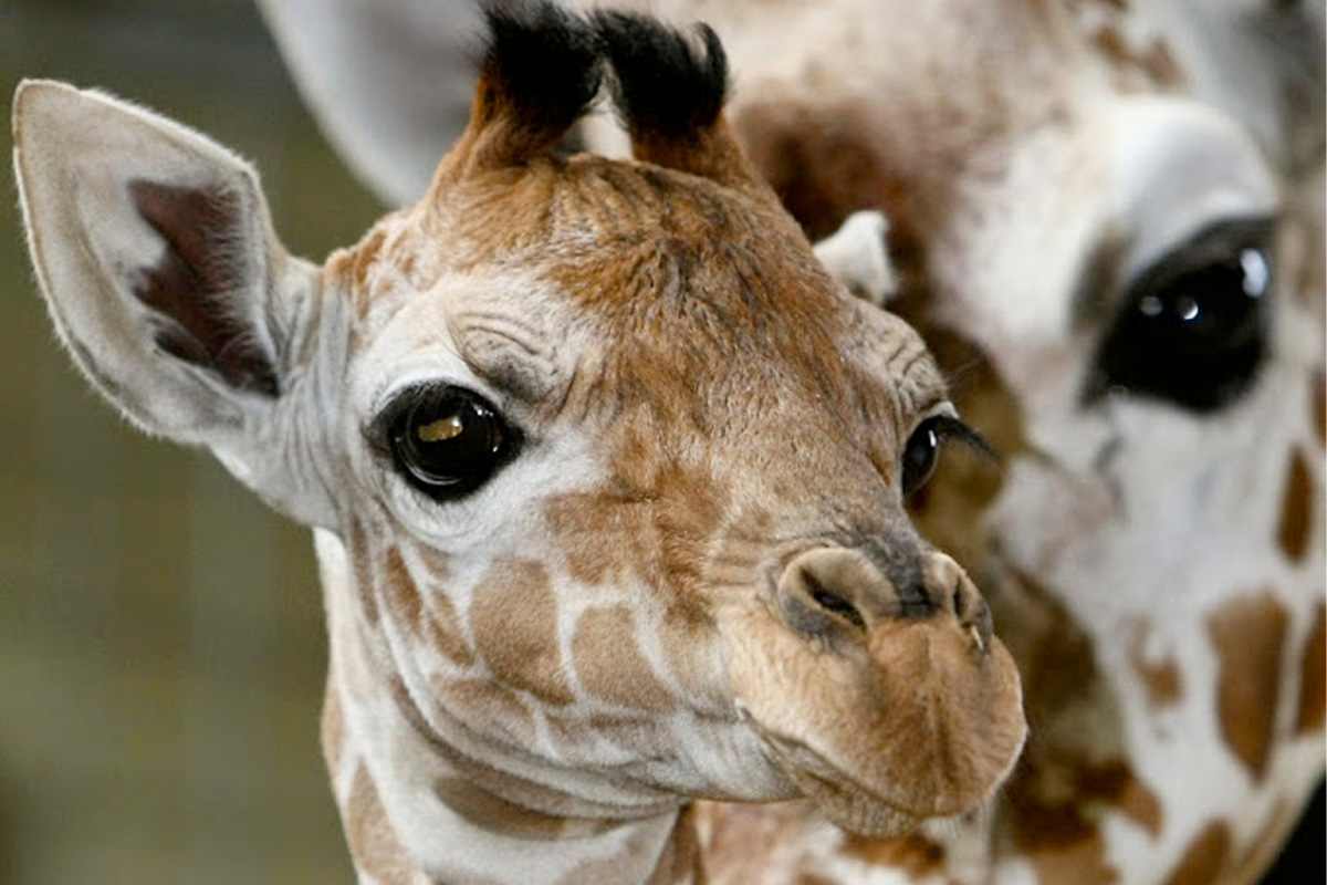 Entreeticket Allwetterzoo Münster