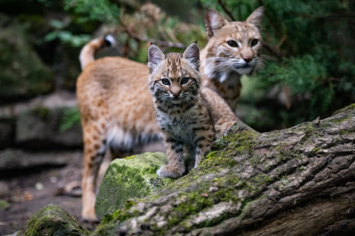 Entreeticket Allwetterzoo Münster