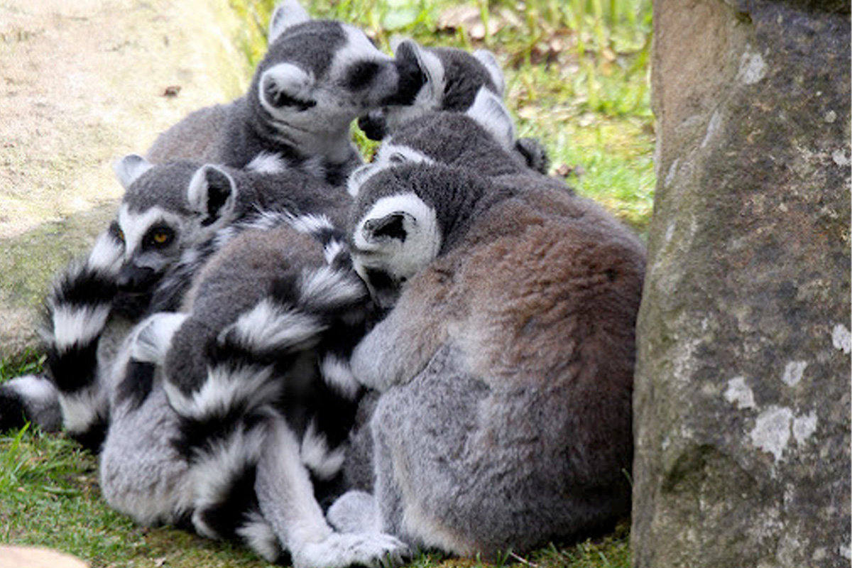 Entreeticket Allwetterzoo Münster