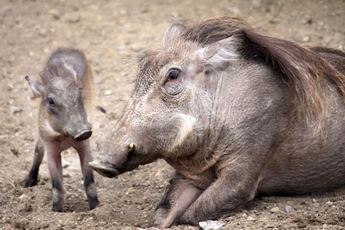Entreeticket Allwetterzoo Münster