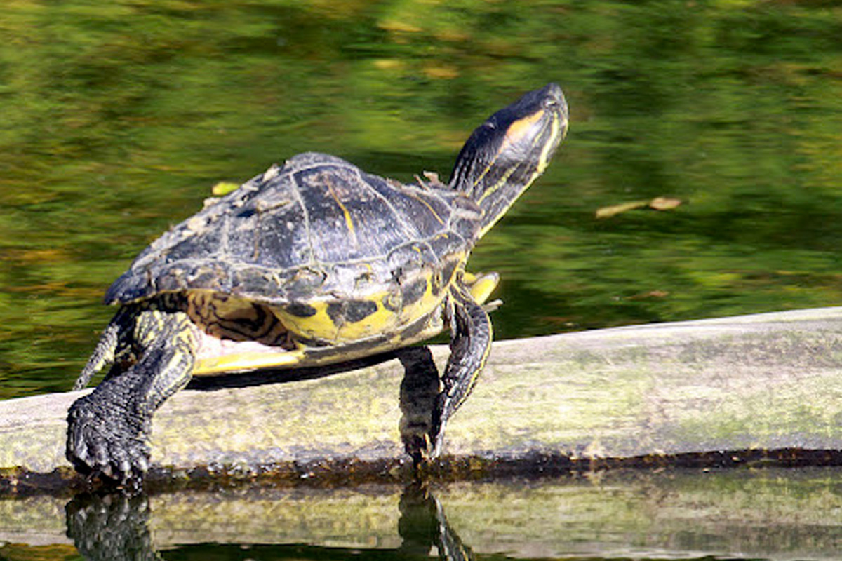 Entreeticket Allwetterzoo Münster