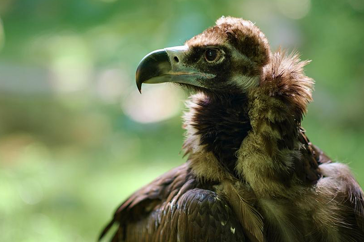Entreeticket Allwetterzoo Münster