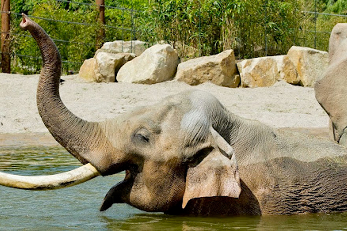 Entreeticket Allwetterzoo Münster