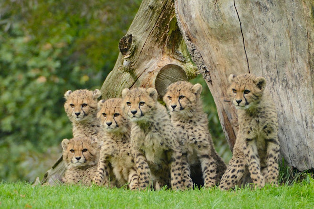 Entreeticket Allwetterzoo Münster