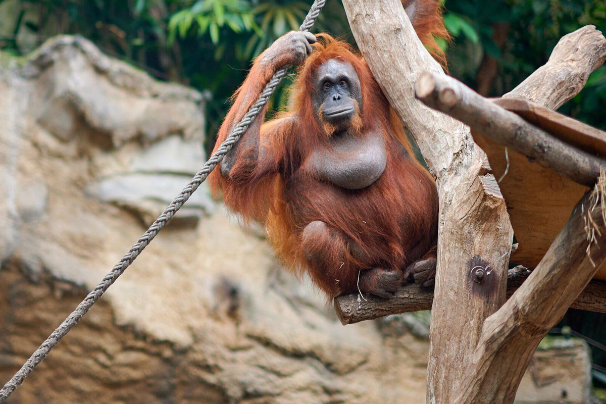 Entreeticket Allwetterzoo Münster