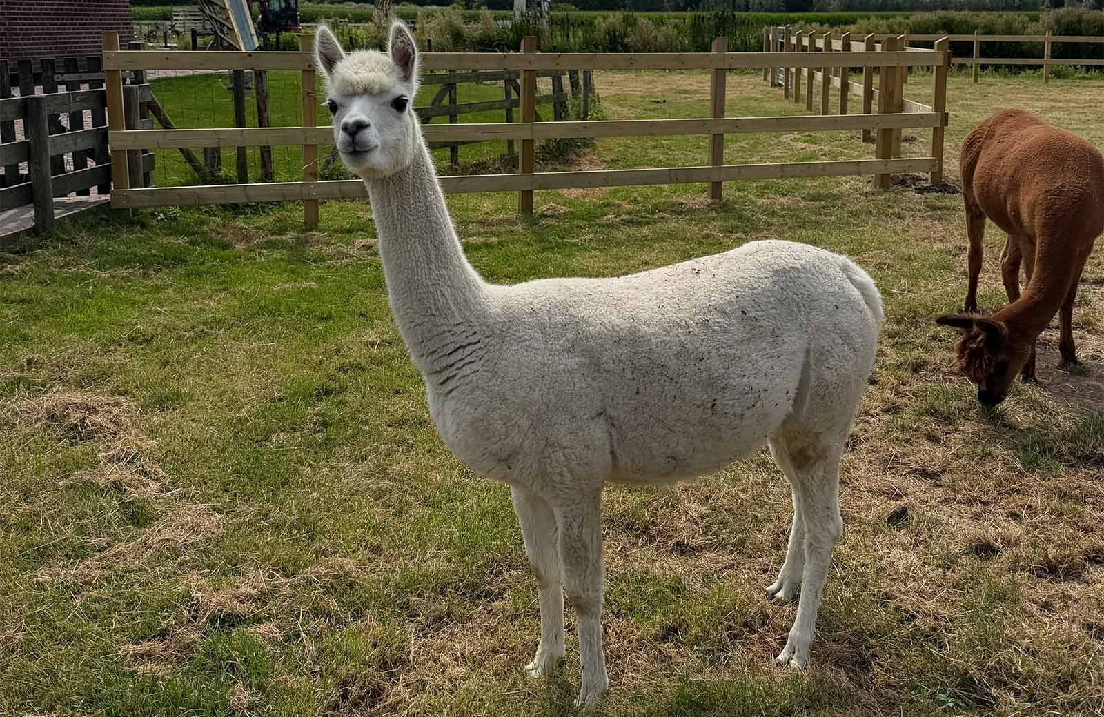 Entreeticket Avonturenboerderij Molenwaard