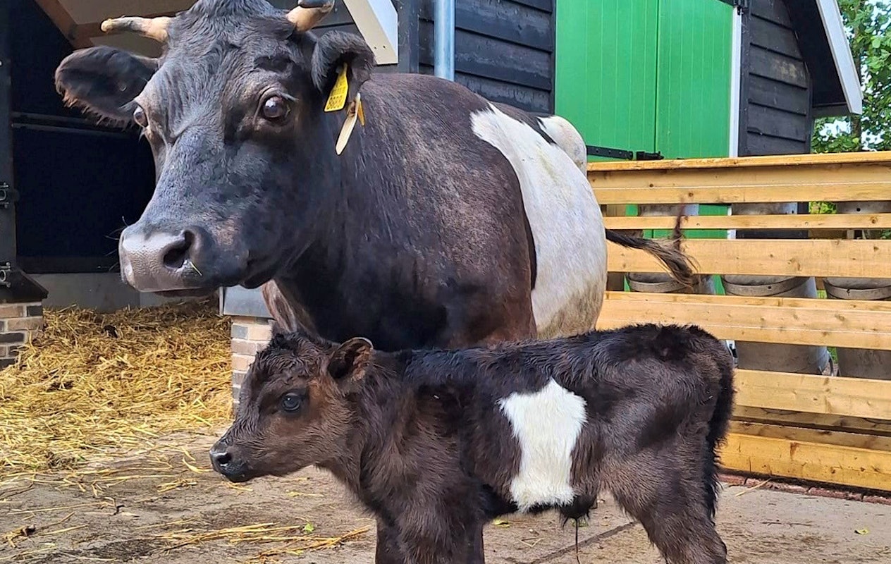 Entreeticket Avonturenboerderij Molenwaard