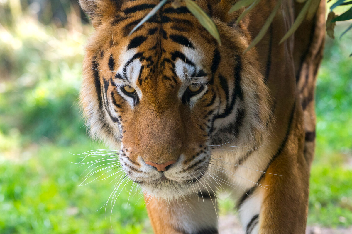 Entreeticket Zoo d'Amnéville