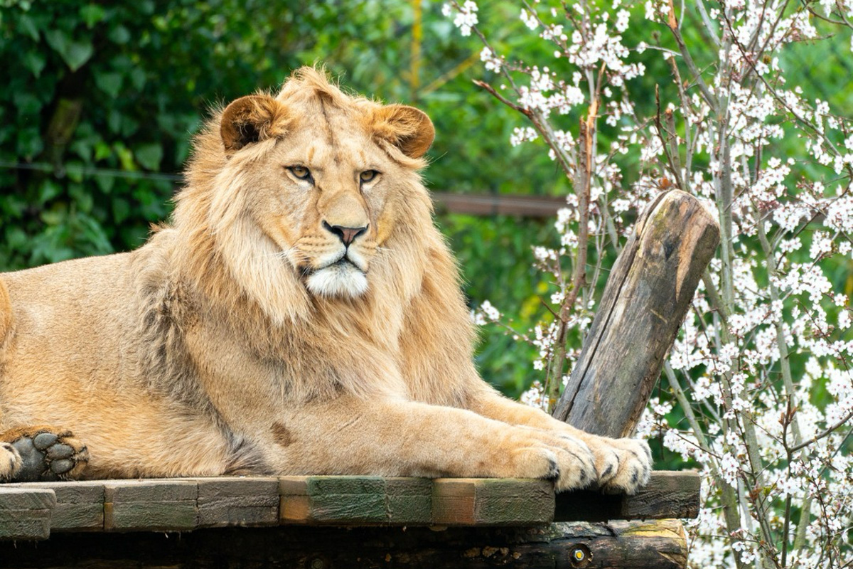 Entreeticket Zoo d'Amnéville