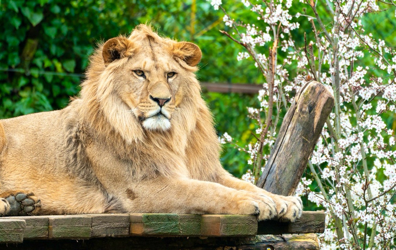 Entreeticket Zoo d'Amnéville
