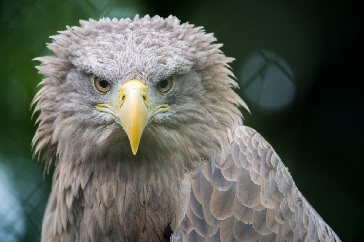 Entreeticket Zoo d'Amnéville