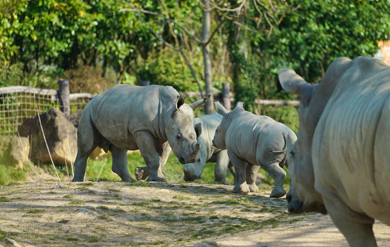 Entreeticket Zoo d'Amnéville