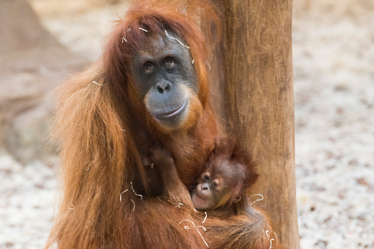 Entreeticket Zoo d'Amnéville