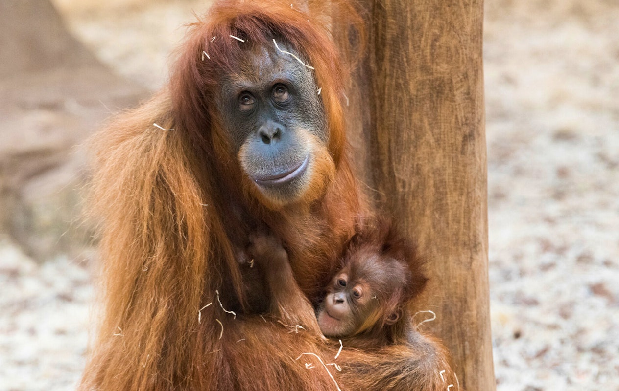 Entreeticket Zoo d'Amnéville