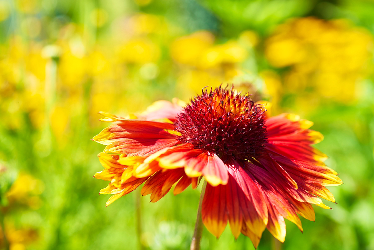 Entreeticket Bloempark Appeltern