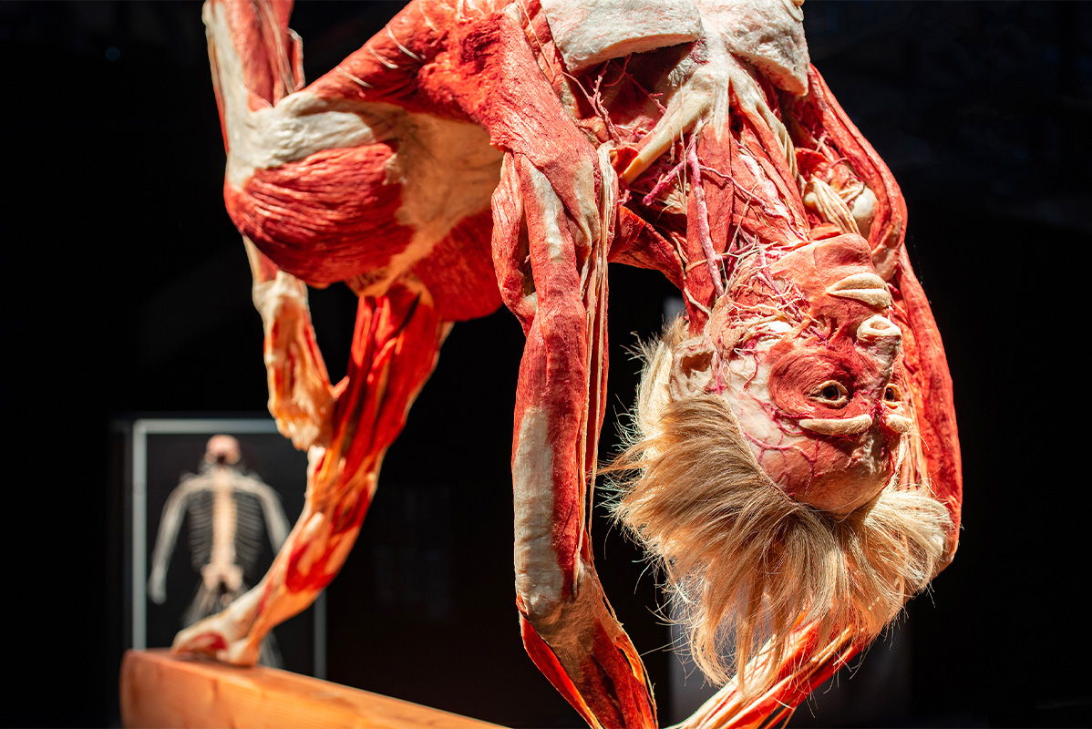 Entreeticket BODY WORLDS Brugge