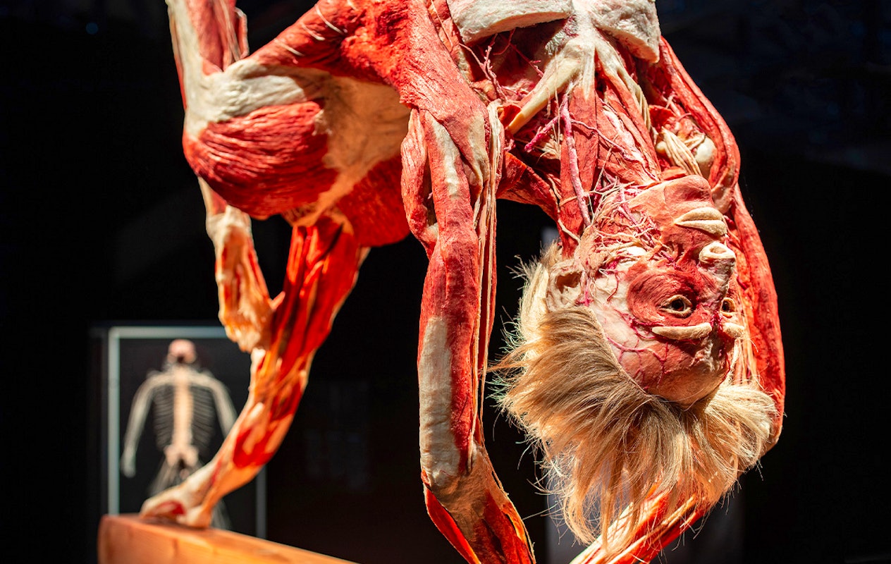Entreeticket BODY WORLDS Brugge