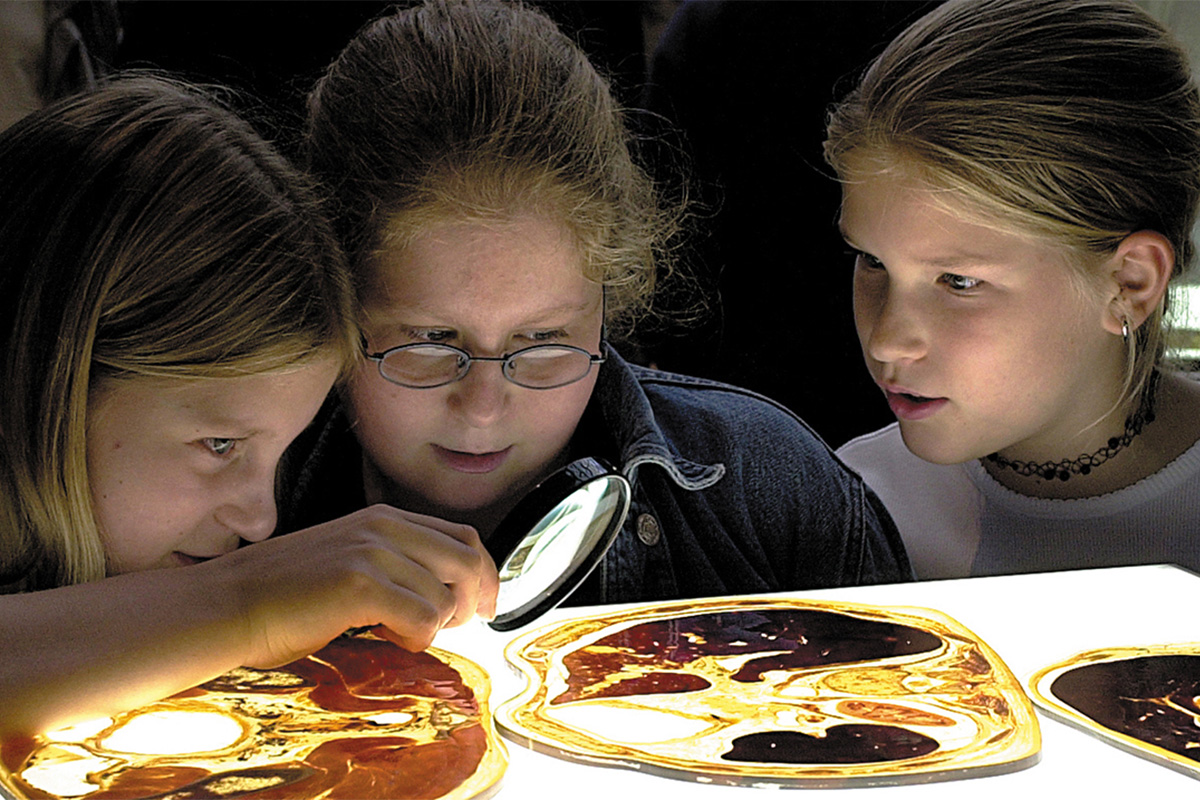 Entreeticket BODY WORLDS Brugge