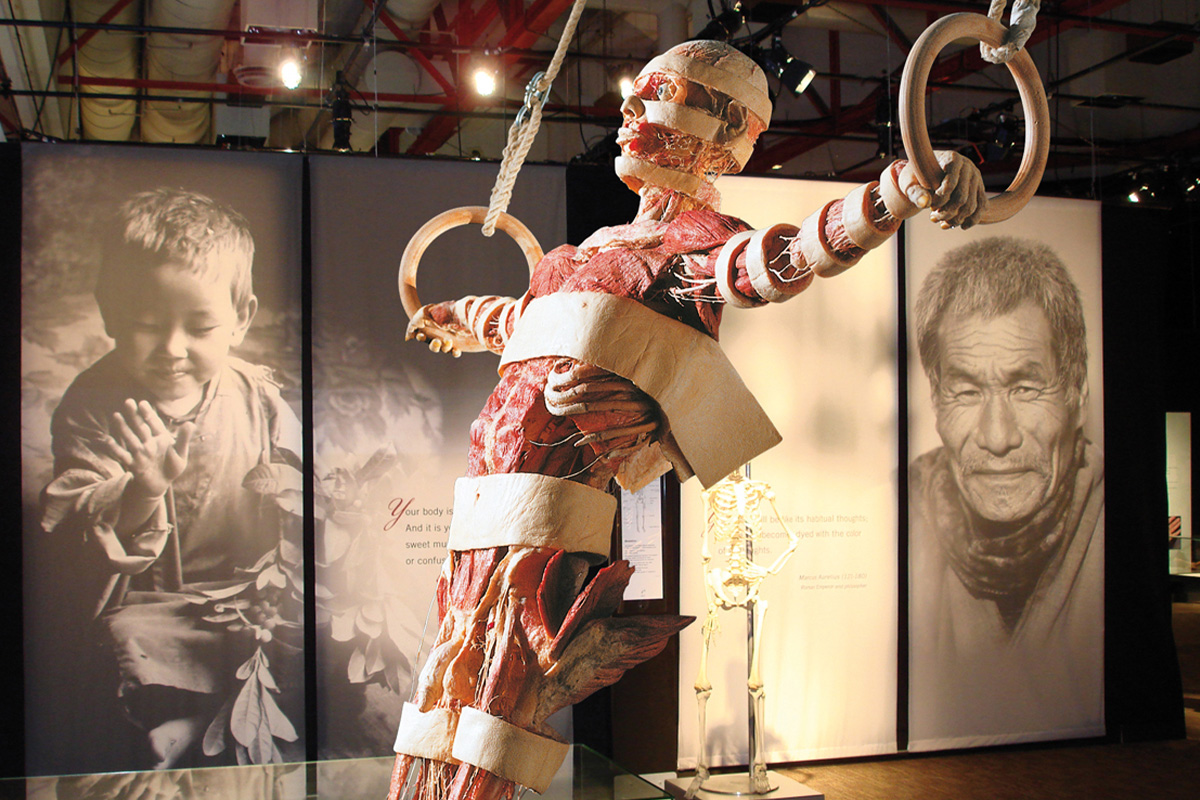Entreeticket BODY WORLDS Brugge