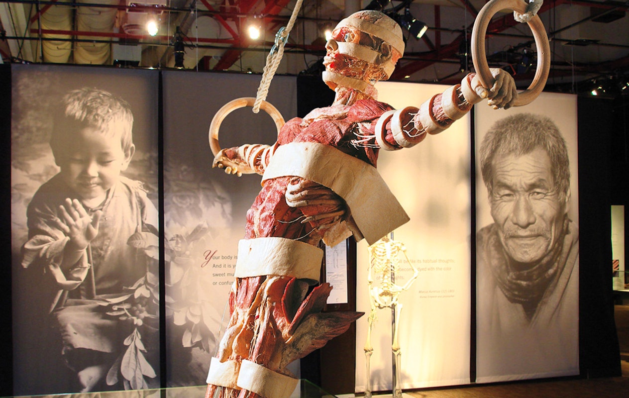 Entreeticket BODY WORLDS Brugge