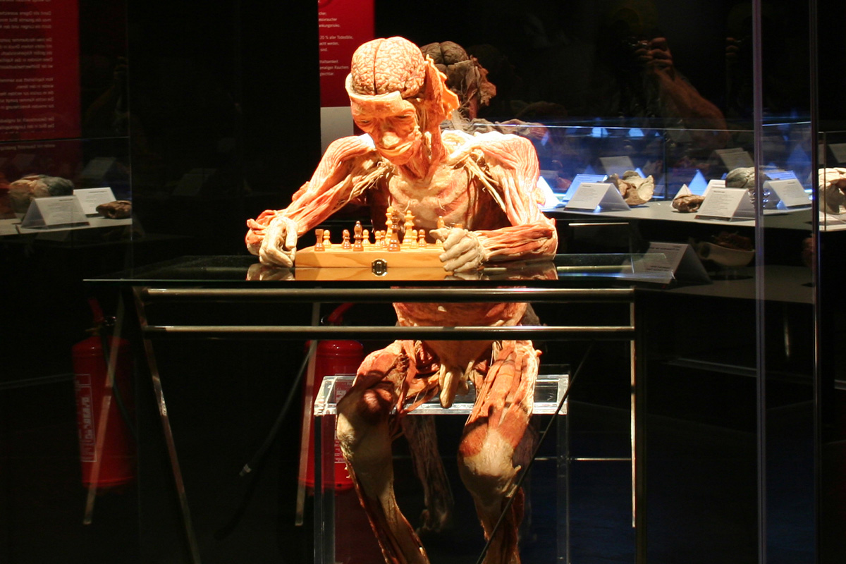 Entreeticket BODY WORLDS Brugge