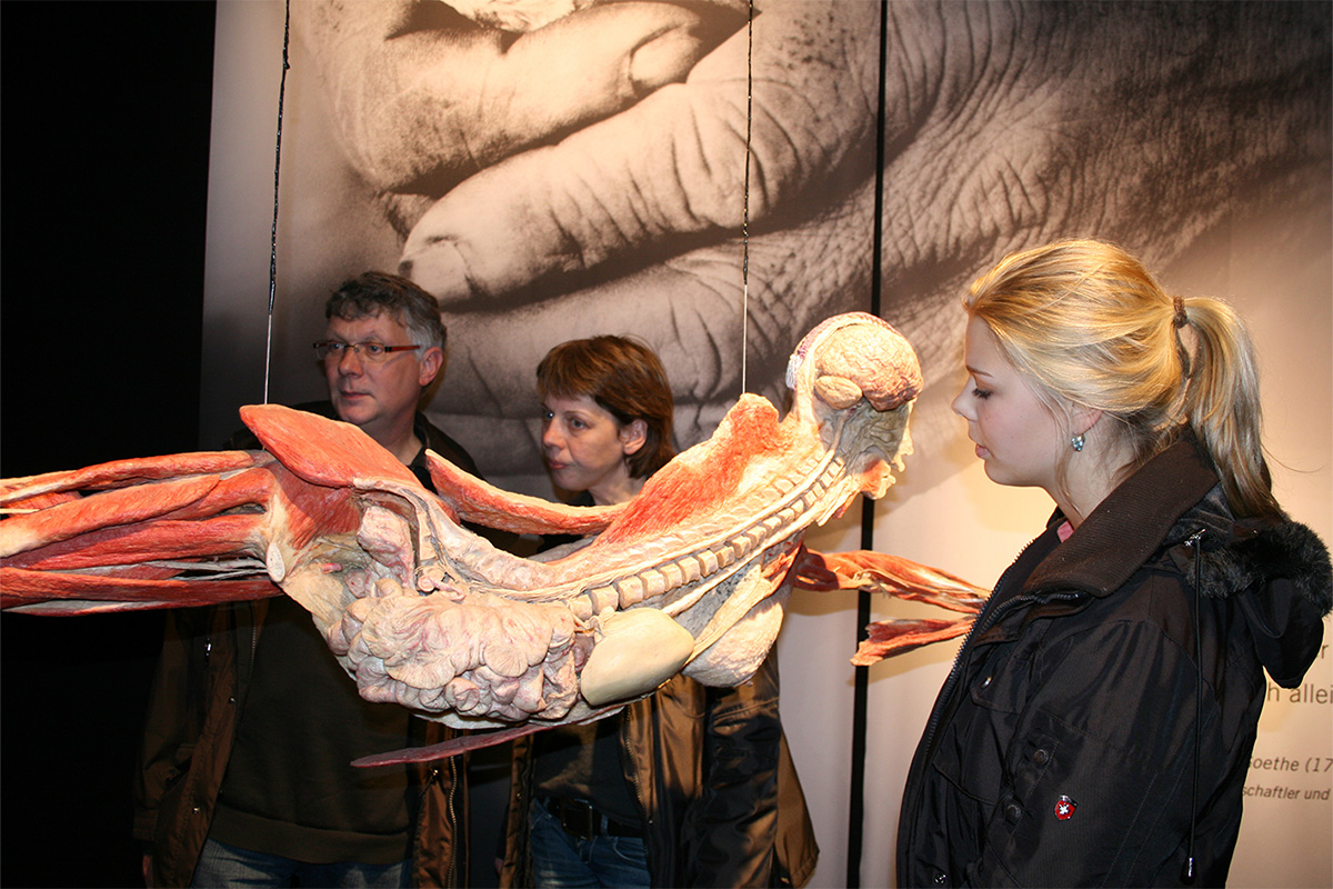 Entreeticket BODY WORLDS Brugge