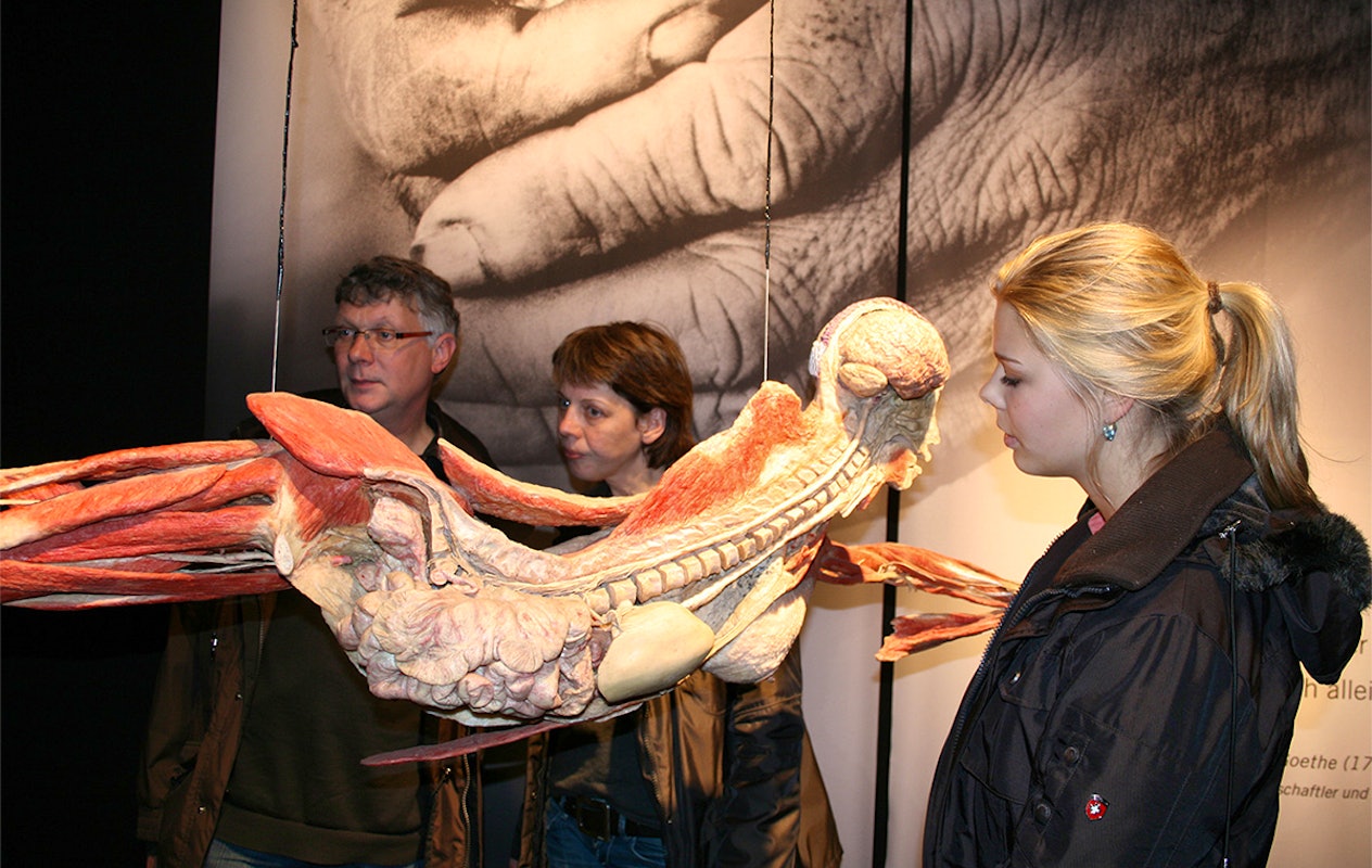 Entreeticket BODY WORLDS Brugge