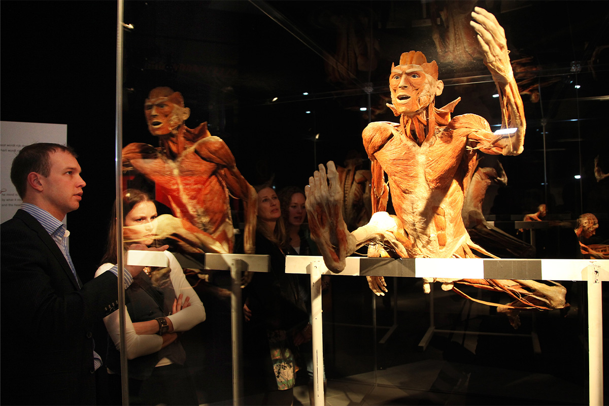 Entreeticket BODY WORLDS Brugge