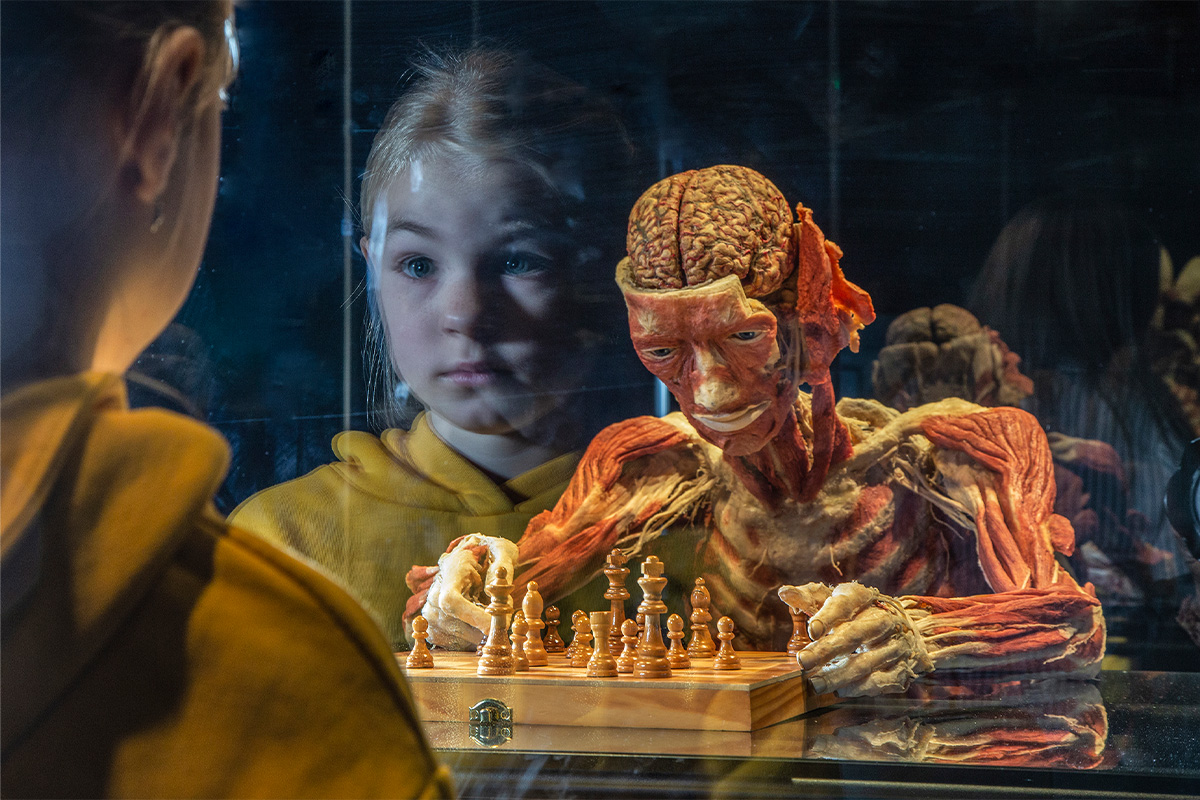 Entreeticket BODY WORLDS Brugge