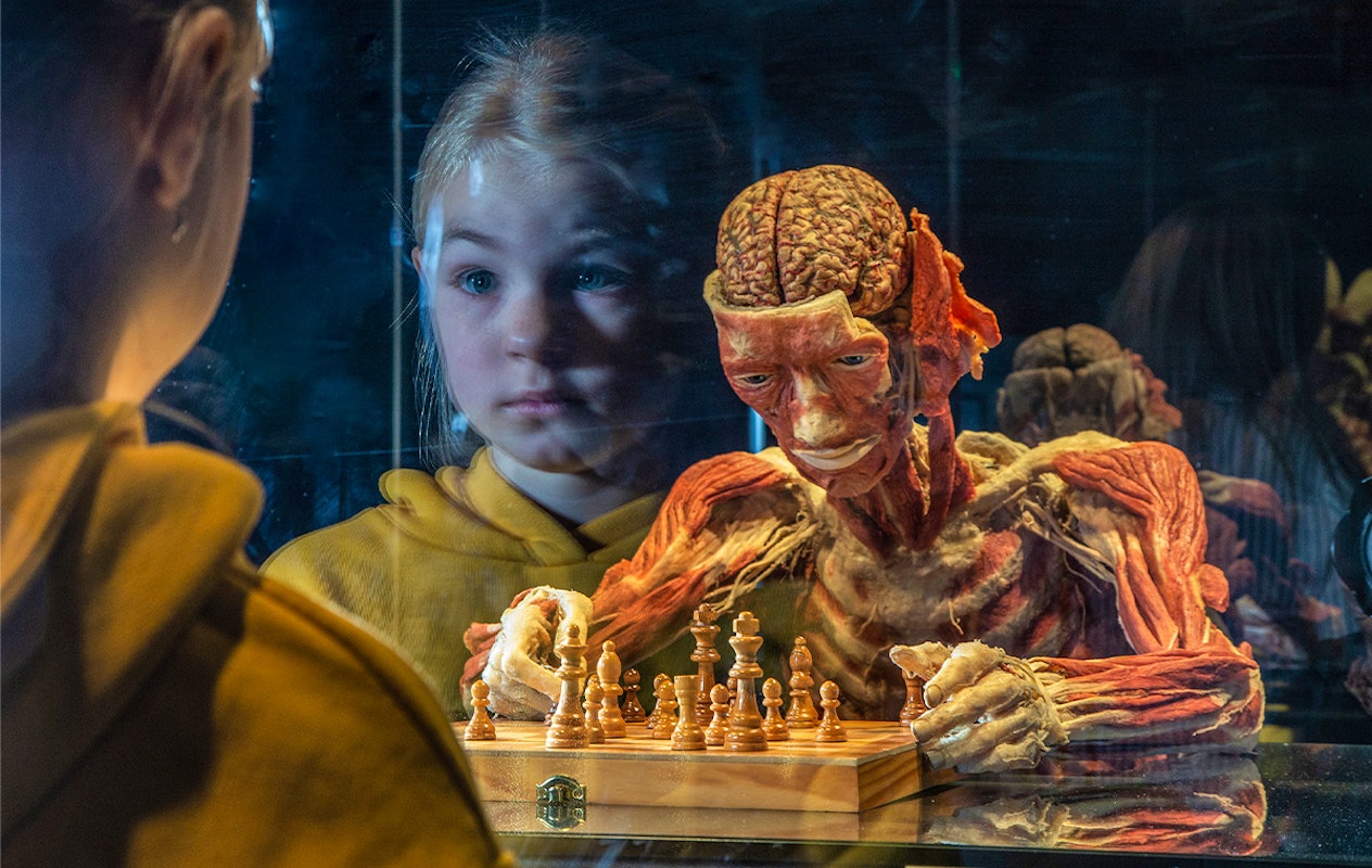 Entreeticket BODY WORLDS Brugge