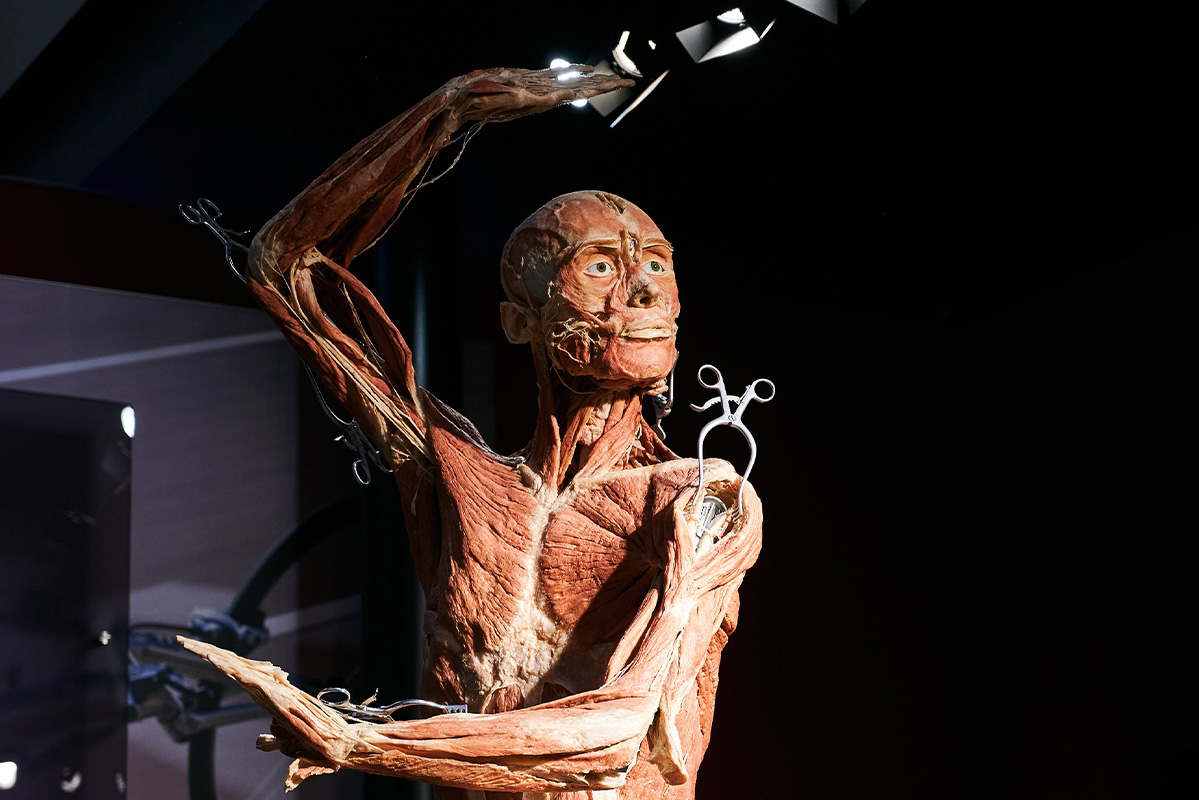 Entreeticket BODY WORLDS Brugge