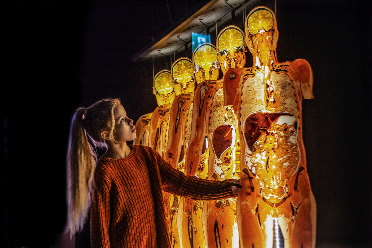 Entreeticket BODY WORLDS Brugge