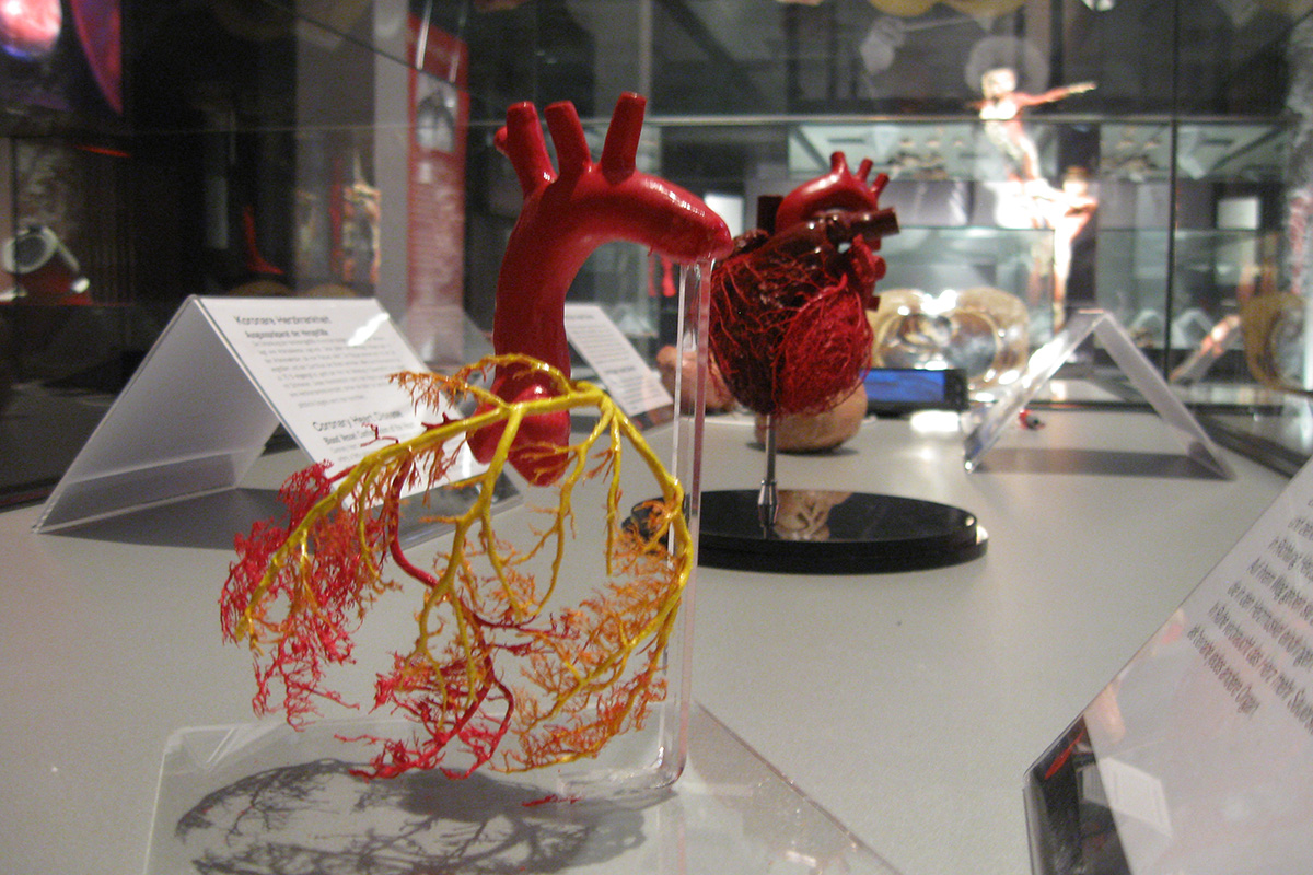 Entreeticket BODY WORLDS Brugge