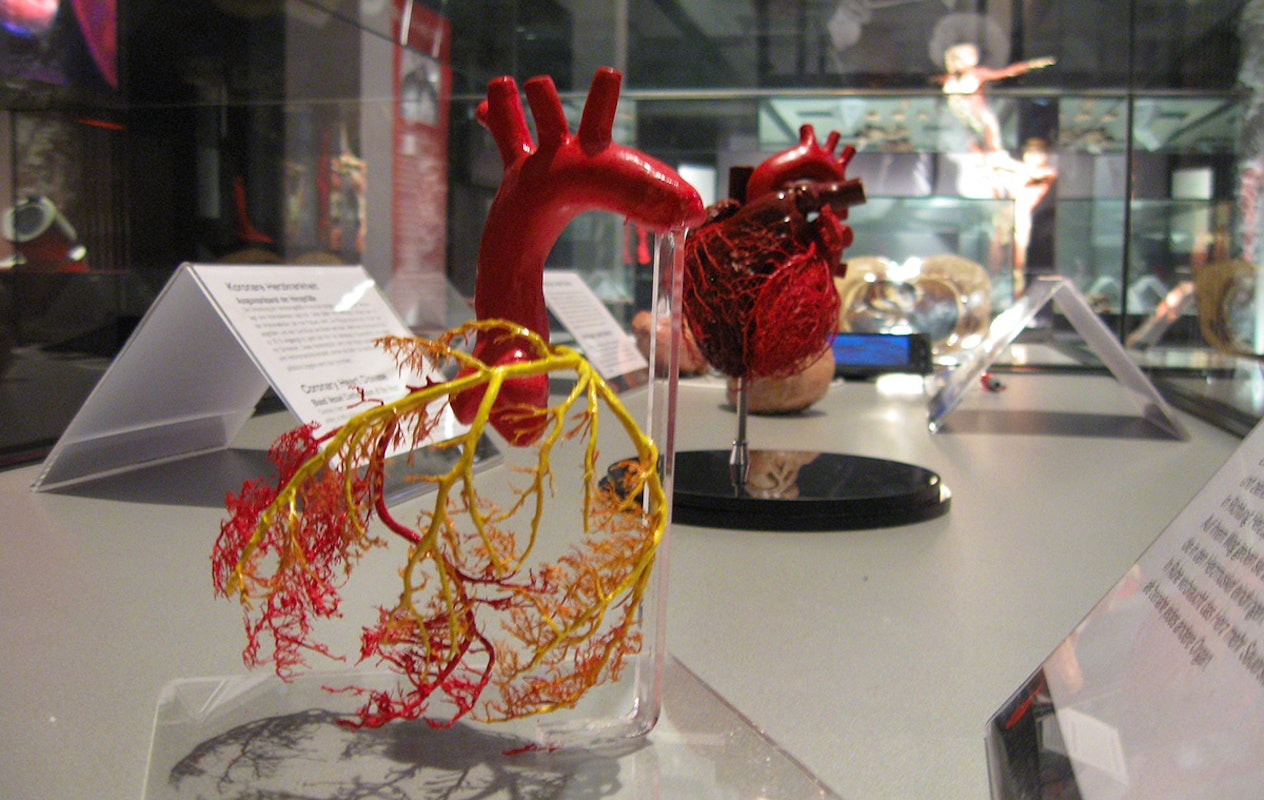 Entreeticket BODY WORLDS Brugge