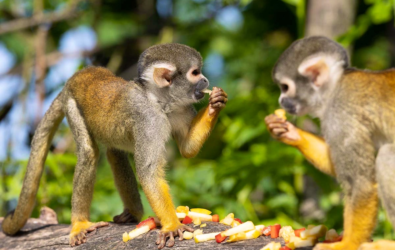 Entreeticket Burgers' Zoo