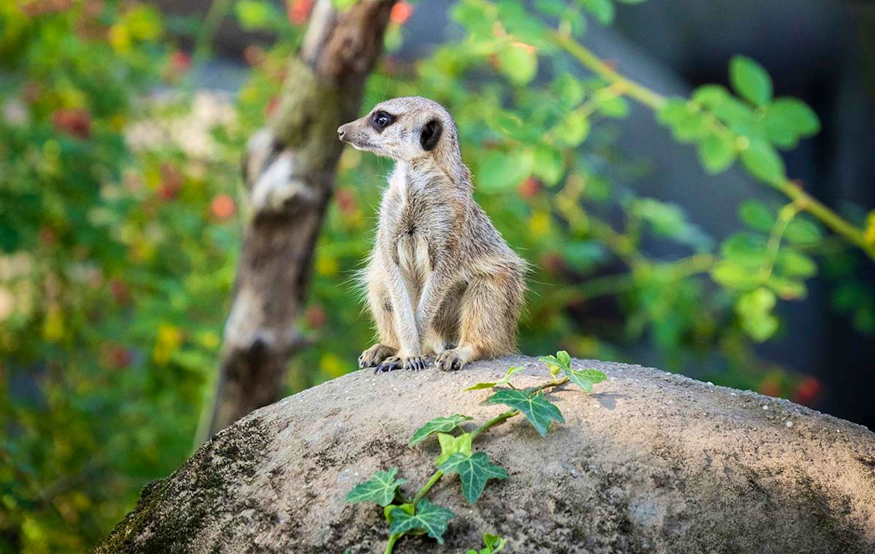 Entreeticket Burgers' Zoo