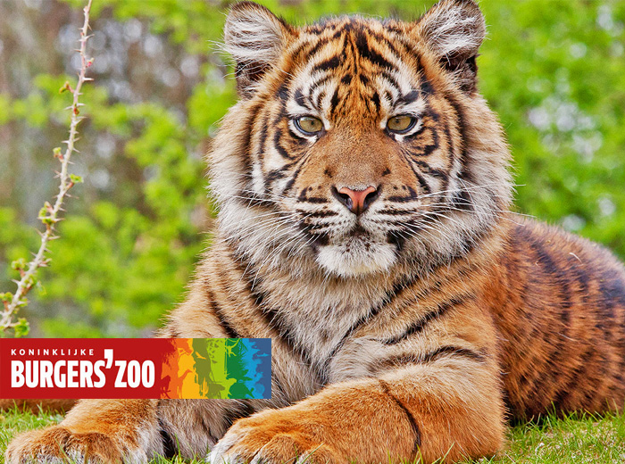 Sta oog in oog met je favoriete dier bij Burgers' Zoo!