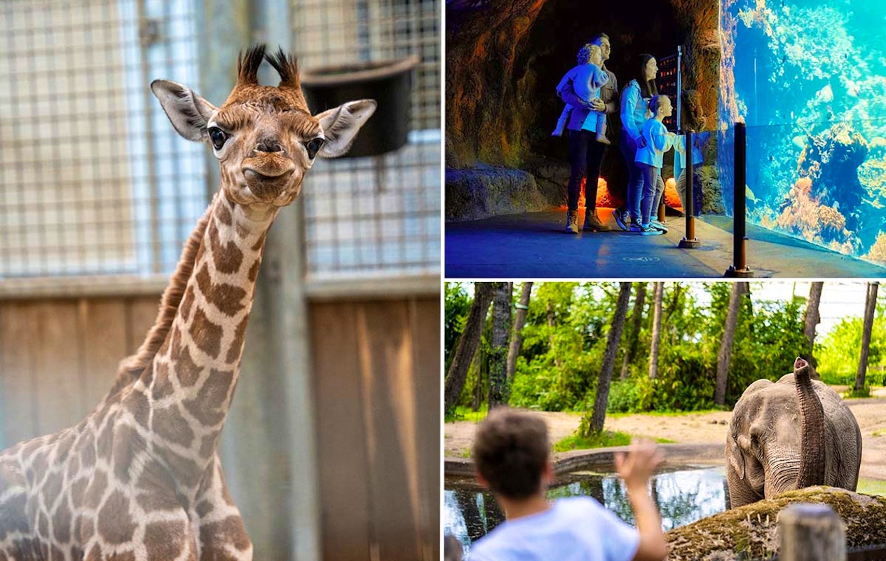 Entreeticket Burgers' Zoo