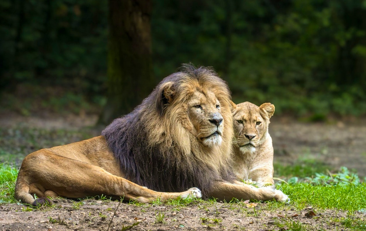 Entreeticket Burgers' Zoo